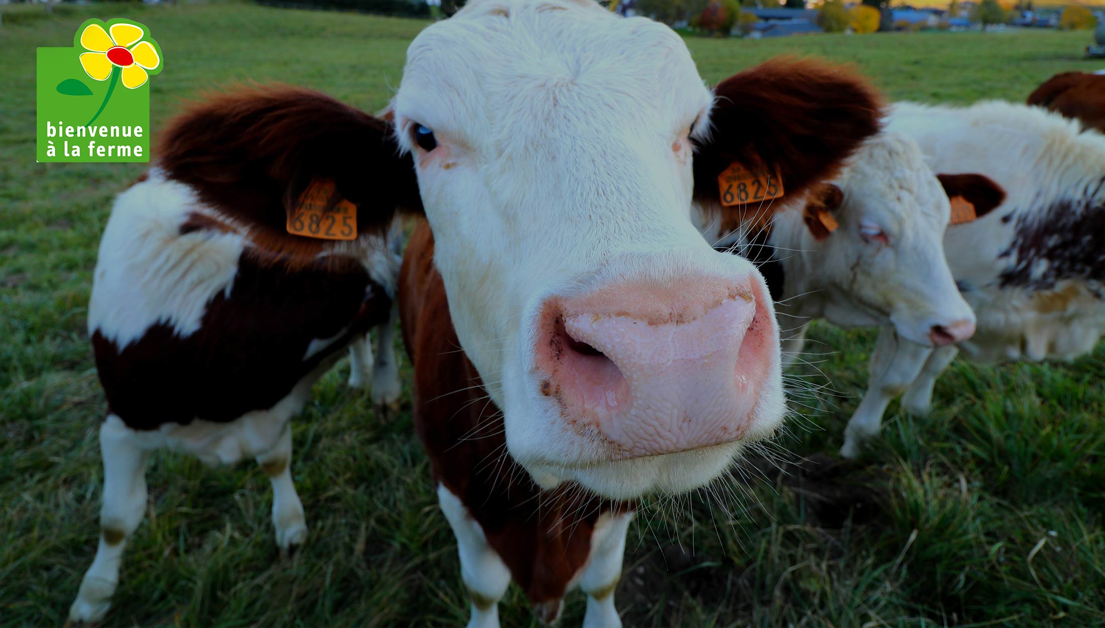 Visite De La Ferme