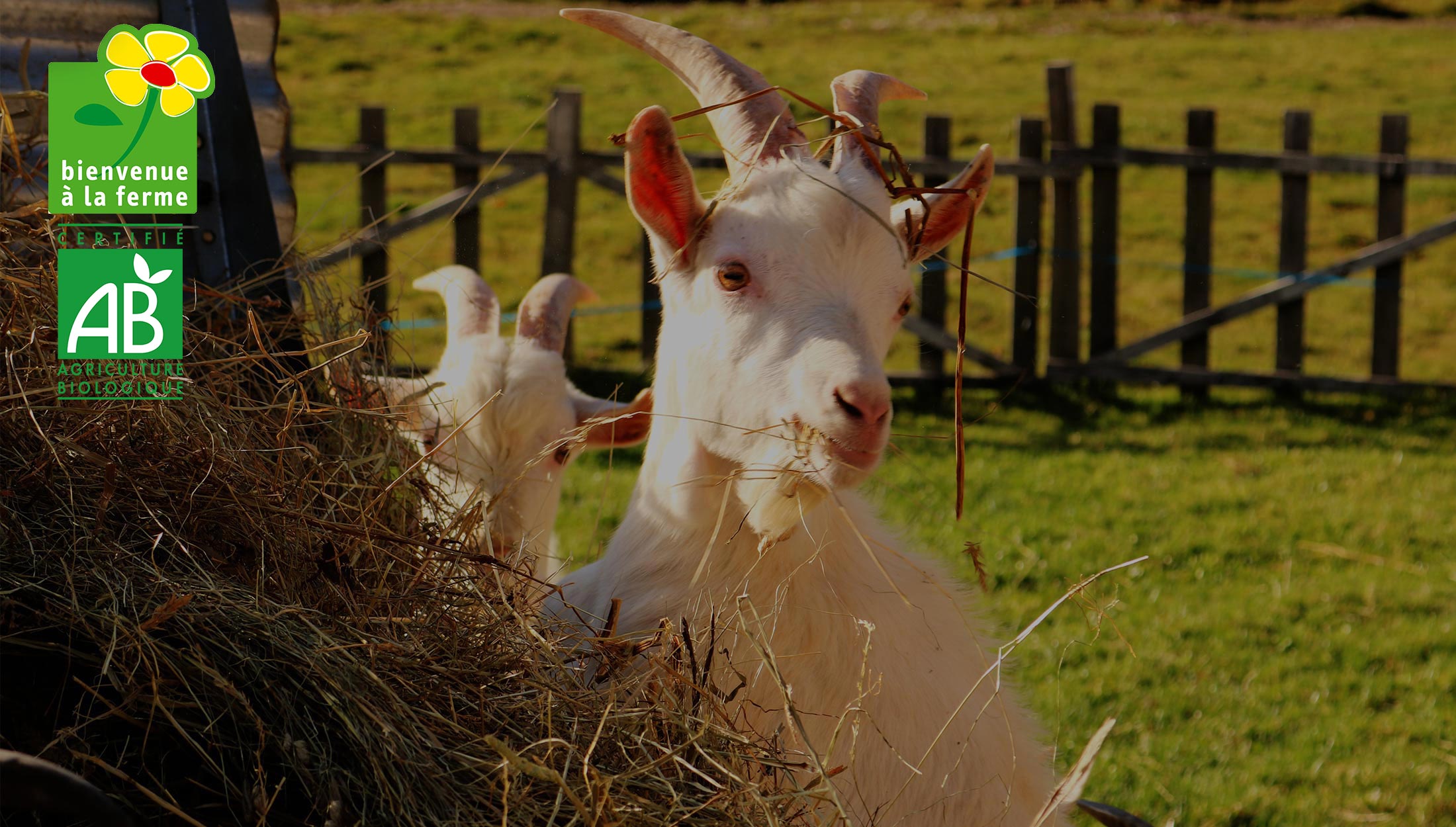 Visites et Goûters - Ferme des Marmottes
